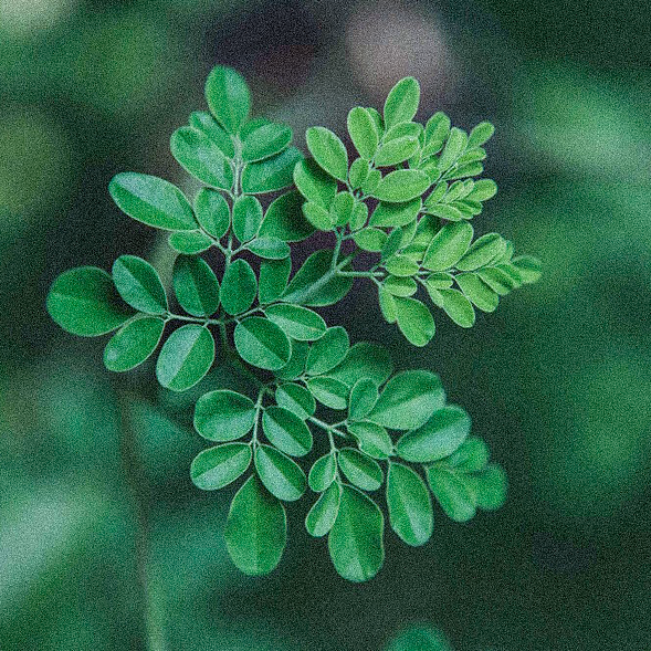 Moringa Oil. Standard Self Care is committed to using only Non-Toxic, Vegan & Bioactive ingredients. Always Cruelty-Free, Paraben-Free, Non-GMO and made at the highest standards.
